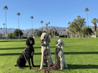 three poodles on a leash in a park with palm trees