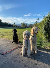 two poodles on a leash on a path